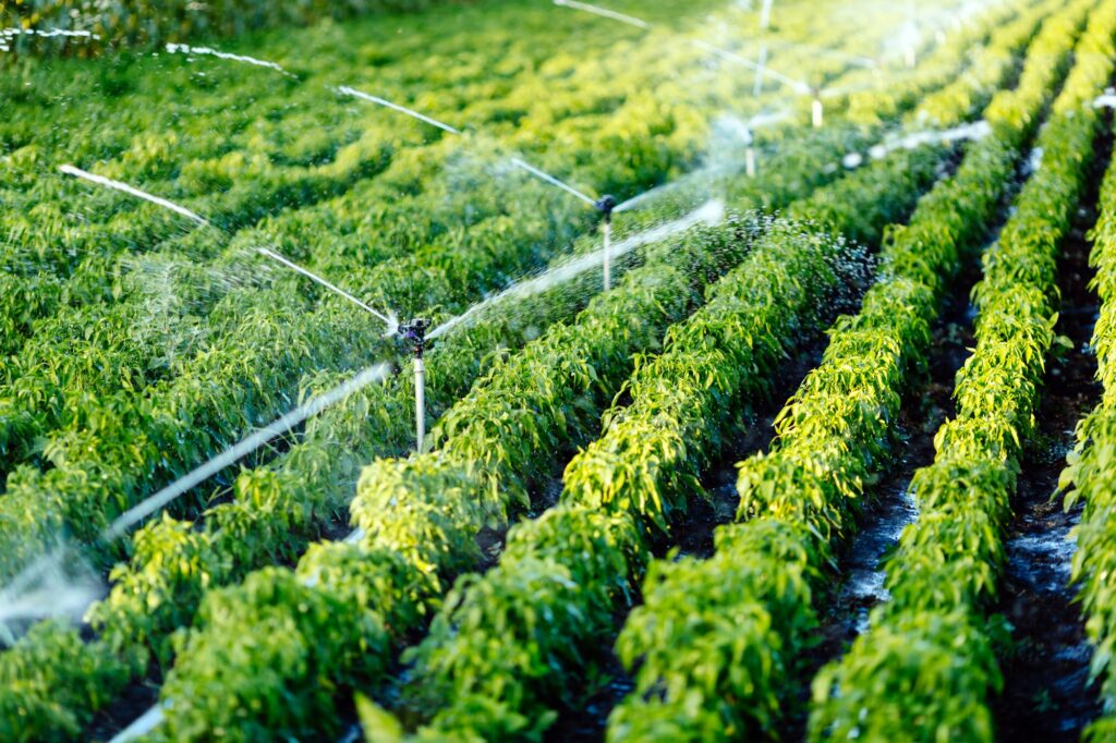 Irrigation system in function