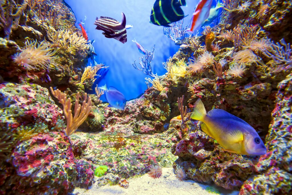 Underwater life landscape